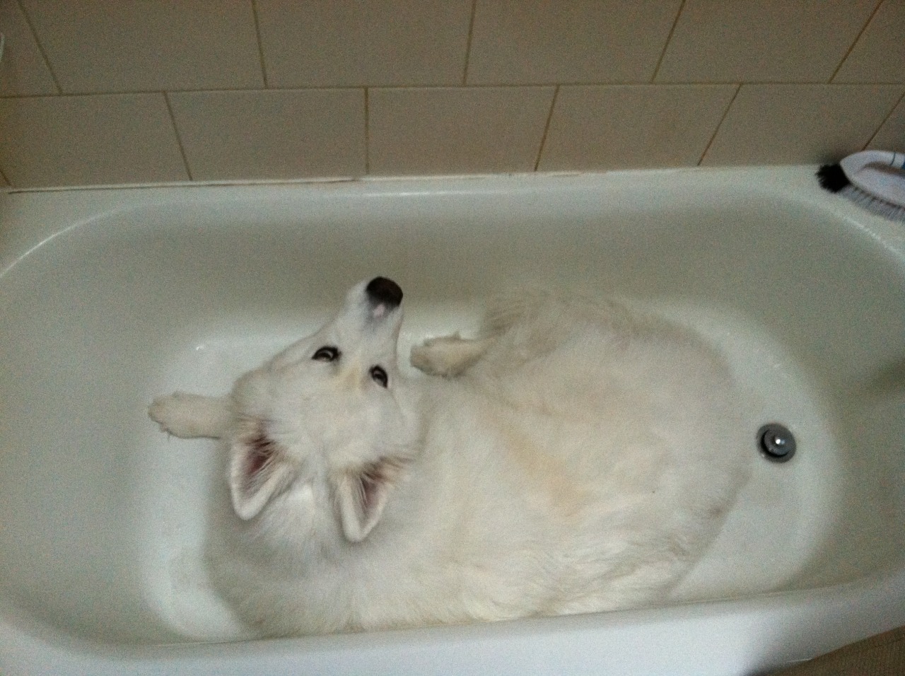 skookumthesamoyed:  Can you please make the scary boomies go away now? I’ll wait