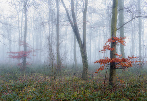 Autumn Fog by jactoll on Flickr.