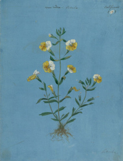 inland-delta:California flowering plant from