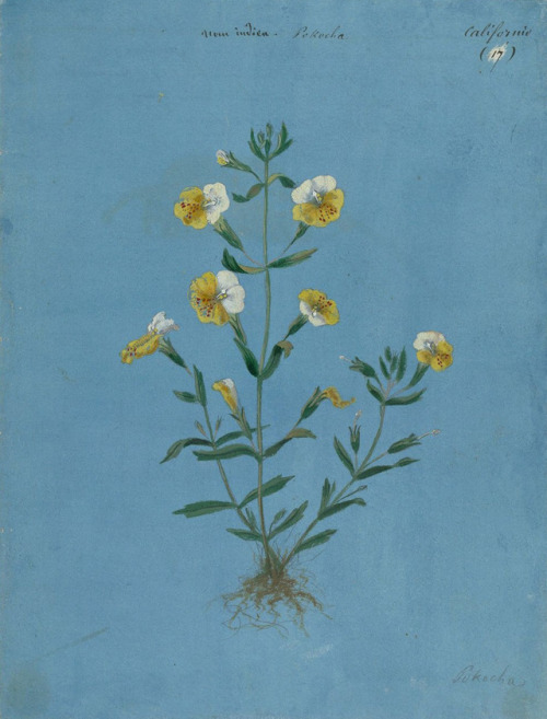 inland-delta:California flowering plant from Jules Rupalley album . ca 1850-1857