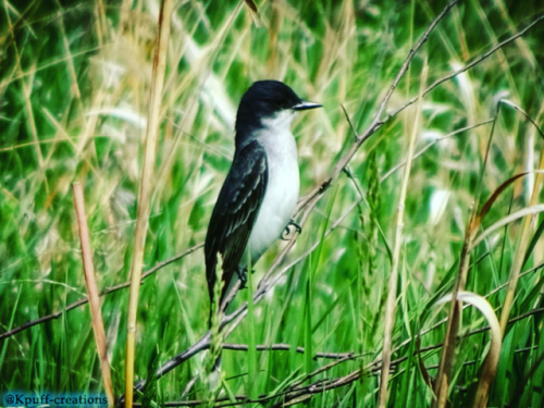 #Eastern kingbird#small bird#animals#bird#Kpuff creations #black and white bird