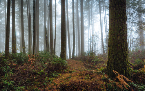 itakephotosofallthethings: Have You Ever Heard Things In A Forest? Issaquah, WA Flickr | johnwestroc