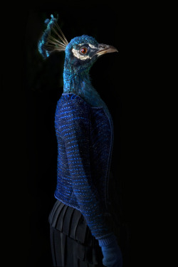 mymodernmet:  Segunda Pieles (Second Skins) by Miguel Vallinas A quirky series of photos featuring well-dressed animals.