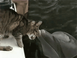 babyanimalposts:  feeling down? you need this baby animal blog in your life!