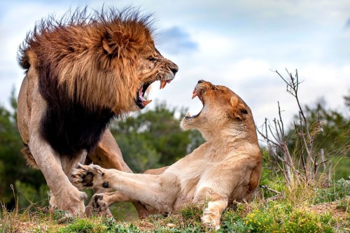 :A lioness spurns the advances of a male lion in Kariega Game Reserve, South AfricaPicture: BRENDON 