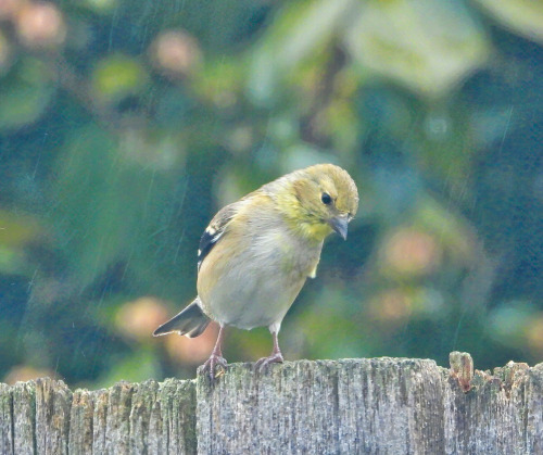 birbmania:American goldfinch … Delaware backyard … 1/26/21standing in the rain