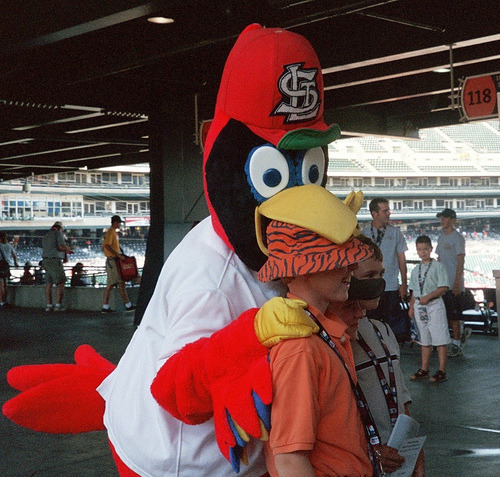 Seeing and wearing red  St louis cardinals baseball, Fred bird, St louis  cardinals