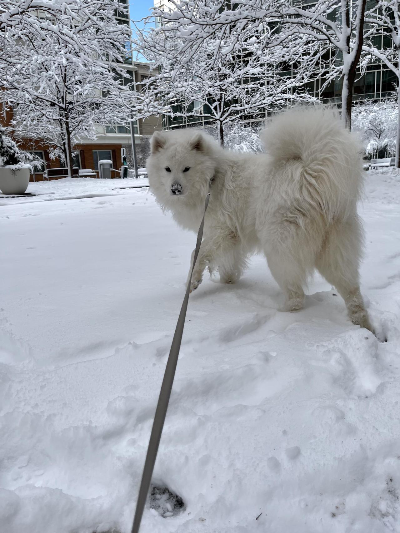 inline reddit: samoyeds