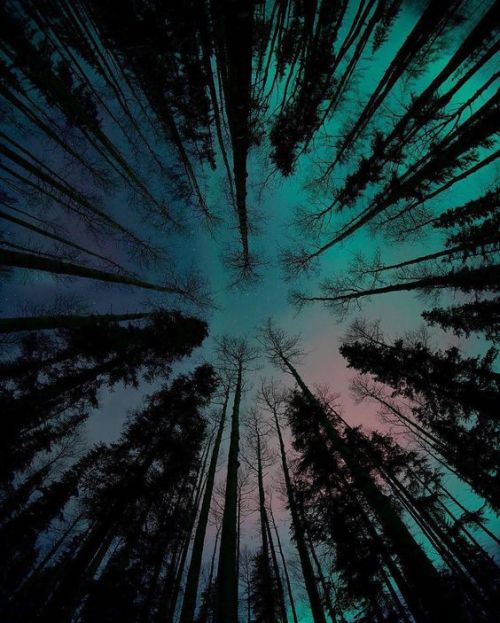 brookbooh:Forest views