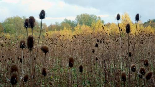 Teasel.