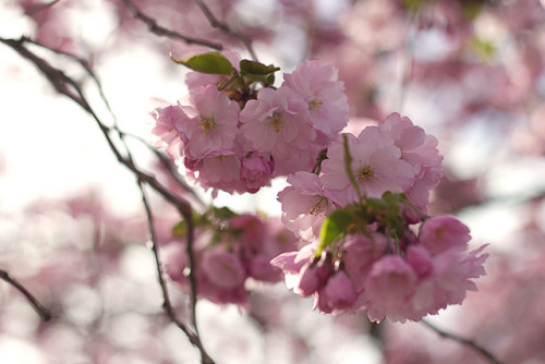 Bokeh by EvasSvammel on Flickr.Spring cherry blossoms day brightens in pink beauty bee looks for pol