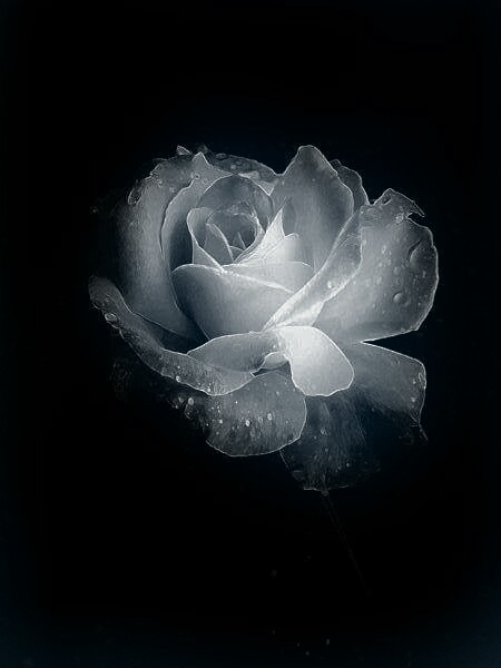 redpythonproductions:Rose