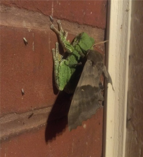 rasec-wizzlbang: Yooka-Laylee looks great so far that moth is fucking huge