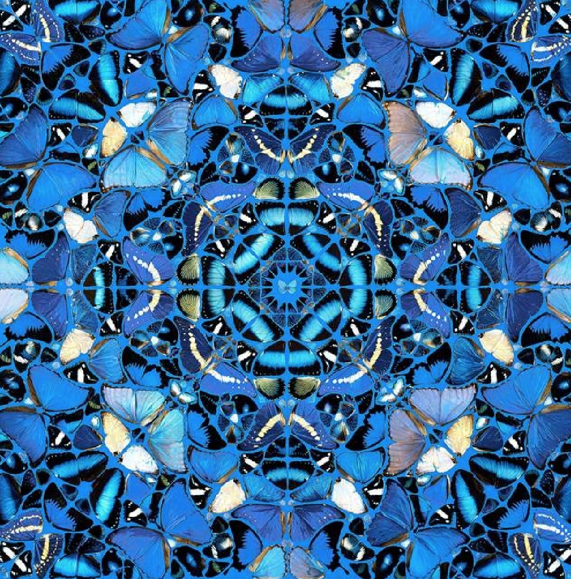 theleoisallinthemind:  An intricate fractal of gorgeous blue butterflies. by Damien