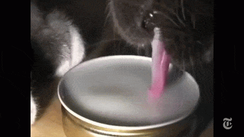 fuckyeahfluiddynamics:We humans do our hands-free drinking via suction, using the shape of our lips and mouths to create low pressure that draws liquids in. Dogs and cats, on the other hand, have no cheeks and, therefore, no suction. Instead, both cats