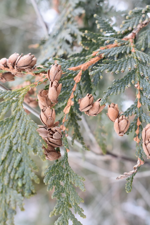 Eastern White Cedar, seed cones
Thuja occidentalis
Cupressaceae Family
Photograph taken on January 19, 2020, at Centennial Park, Toronto, Ontario.