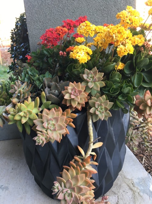 cactguy:cactguy:cactguy:I continue to throw random succulents into this planter (which spent all but