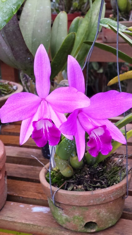 Cattleya sincorana.Orchidaceae: Laeliinae.By Orquidario Recreio. [x]