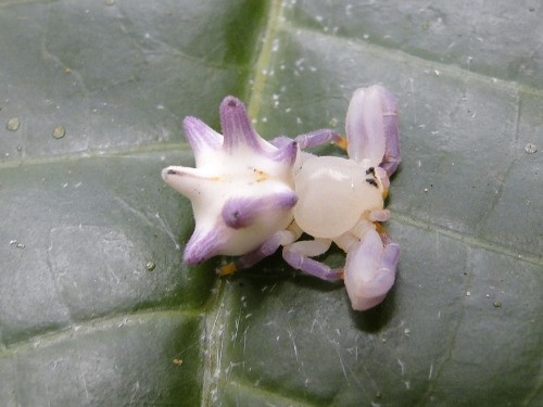 onenicebugperday:Seven-spined crab spider, Epicadus heterogaster, Thomisidae. Found in South and Cen