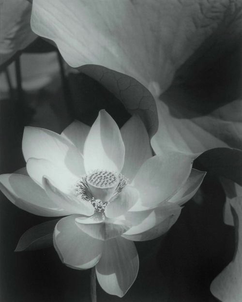 Edward J. Steichen, Lotus, 1915more    