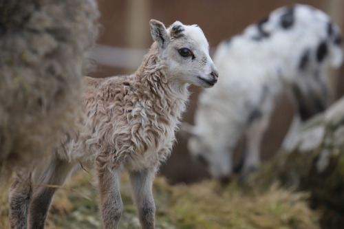 Forgot to post these pictures from ten days ago. The lambs were having so much fun, and so did we wa