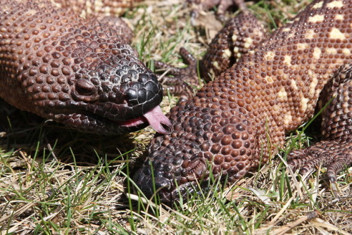 Today I learned that beaded lizard’s are actually incredibly photogenic.