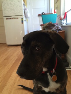 omarlittlethedog:  Look at that face!