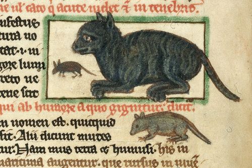 jothelibrarian: Pretty medieval manuscript of the day is a cat and a mouse! The image is from a manu