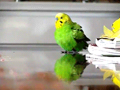 best-of-funny:  evilhasnever:  birdsbirds: