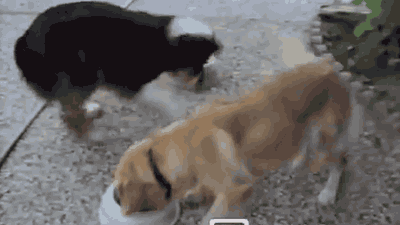 rairaiken424:  Bossy Bowl Switching Dog - YouTube