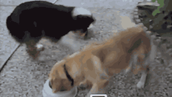 rairaiken424:  Bossy Bowl Switching Dog -