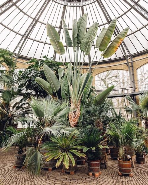 andantegrazioso:Botanical gardens (Gothenburg Palmhouse and Hortus Botanicus Amsterdam)thefuturekept