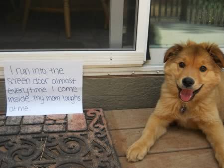 pr1nceshawn:  &ldquo;Bad Dogs&quot;  - Owners using signs to shame their