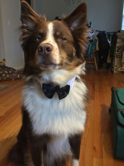 awwww-cute:  This chap is looking dapper