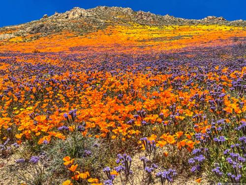 amazinglybeautifulphotography:  Eastern Sierra Wildflower Super Bloom, revisited. [OC][4032x3024] - Author: doctorbobster on Reddit