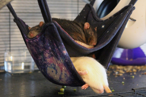 rattitude:  Weird sleeping positions. Every rat owner knows them :DReglog and add photos of your ratties. I need some cuteness to cheer me up :-) 
