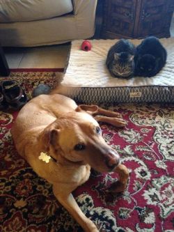 sabrinaonmymind:  awwww-cute:  So, we got a pillow for our arthritic rescue dog to rest his bones on  Of course  Quanto sono stronzi i gatti