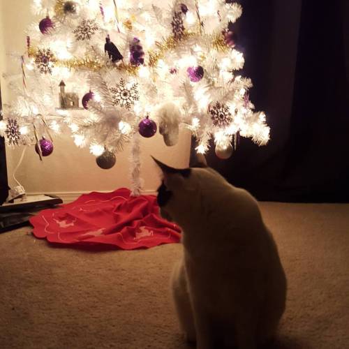 Jinx is still unsure of the tree thst my girlfriend and I have up. This was a cute pic though! #cats