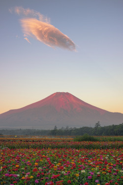 etherealvistas:  Red Fuji & Zinnia Flowers