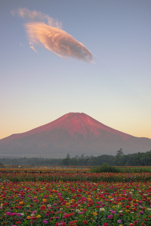 etherealvistas:  Red Fuji & Zinnia Flowers (Japan) by Yuga Kurita 