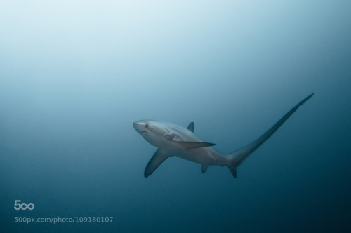 lifeunderthewaves:  A L O P I I D A E by mackasha Thresher shark (Alopiidae) Malapascua, Philippines. December 2014