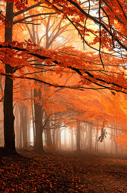 4nimalparty: Kingdom of silence by Janek Sedlar 