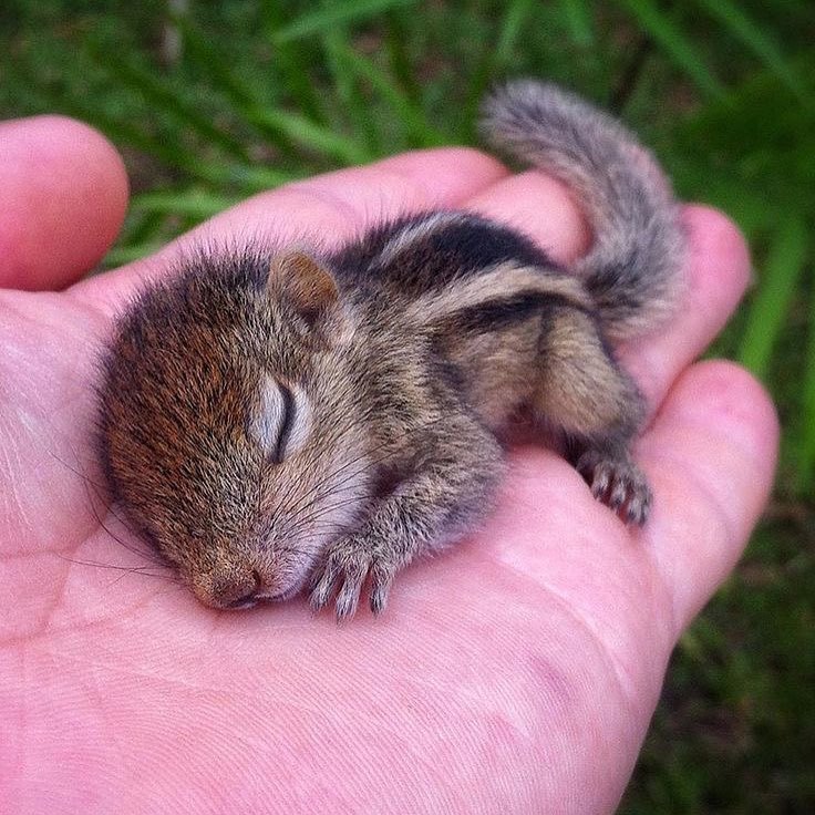 wildlifediary:  thebabyanimals  