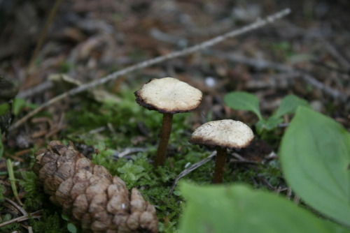 funguskin