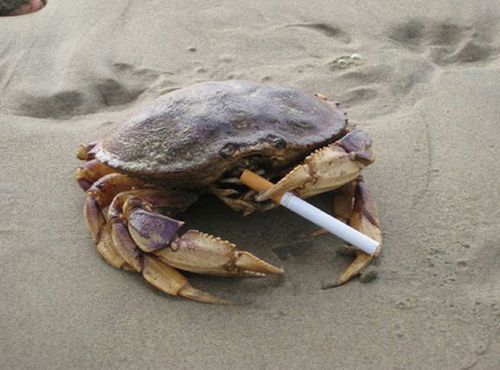 mister-smalls:  nylooms:  tupacabra:   it’s a metaphor  The best part is that the crab is the symbol for the zodiac sign Cancer, so in a way even the crab itself is a metaphor  The Fault in our (Lob)Stars 