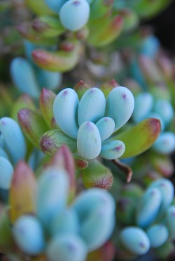 desixlb:  cool blue succulents. © desixlb 2014 