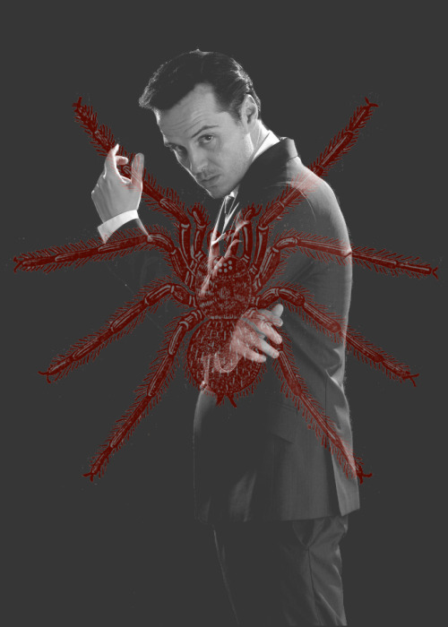 ughmartinfreeman:   A spider at the center of its web