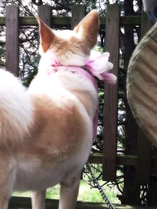 lusnka: Spring has sprung. My jindo puppy enjoying the spring air, and magnolias that have blossomed