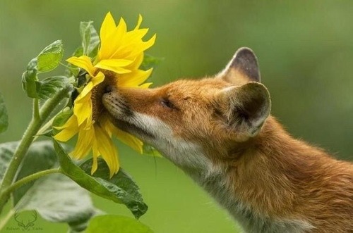 underthebogart:Sunflower + Fox Moodboard requested by @lipsliketangerinesrunongasoline  (Requests Op