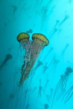 thelovelyseas:  An unexpected treat, hundreds of medusa’s/sea nettles, Surreal and quite eery at times by lee root